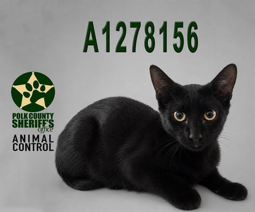 A1278156 - Domestic Short Hair available for adoption
