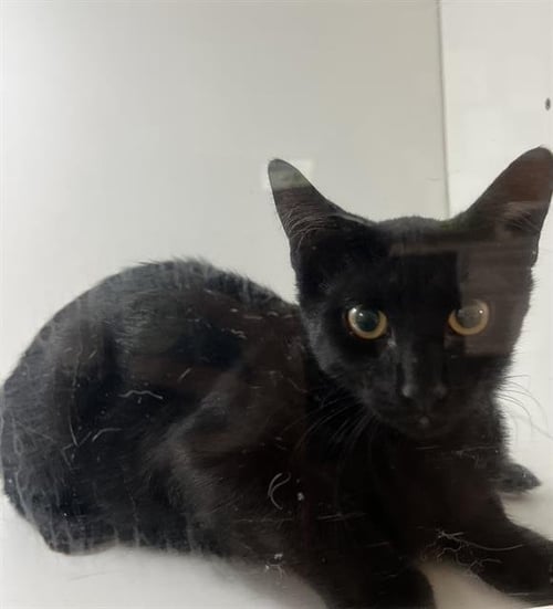 A1278156 - Domestic Short Hair available for adoption