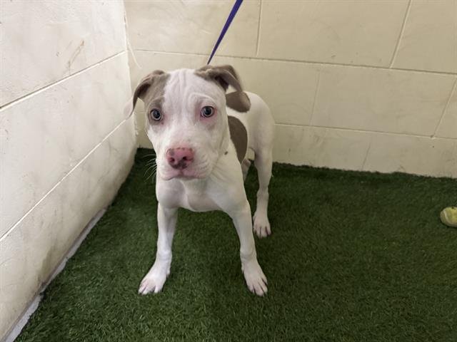 COOPER - Bulldog available for adoption