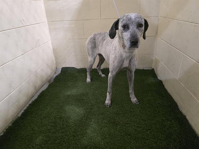 A1256203 - Australian Cattle Dog/Blue Heeler available for adoption