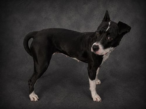 RAVEN - Bulldog available for adoption