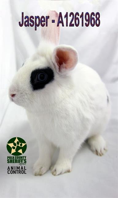 JASPER - Hotot available for adoption