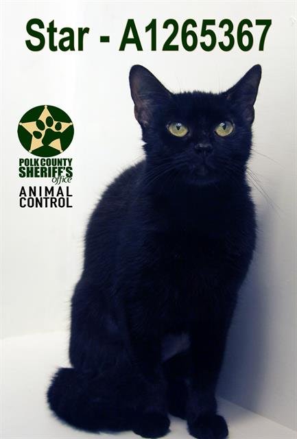 STAR - Domestic Short Hair for adoption in Lakeland