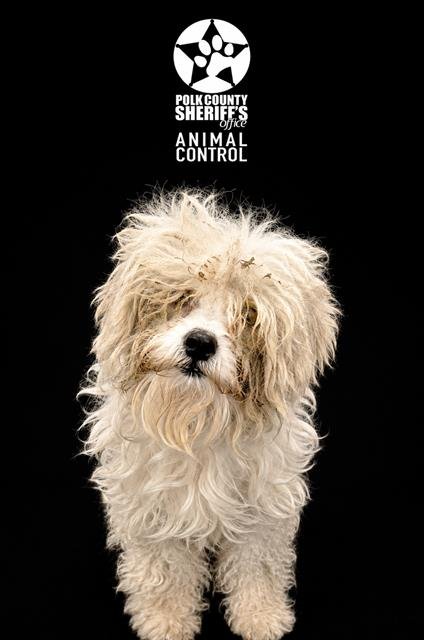 LENORE - Shih Tzu available for adoption
