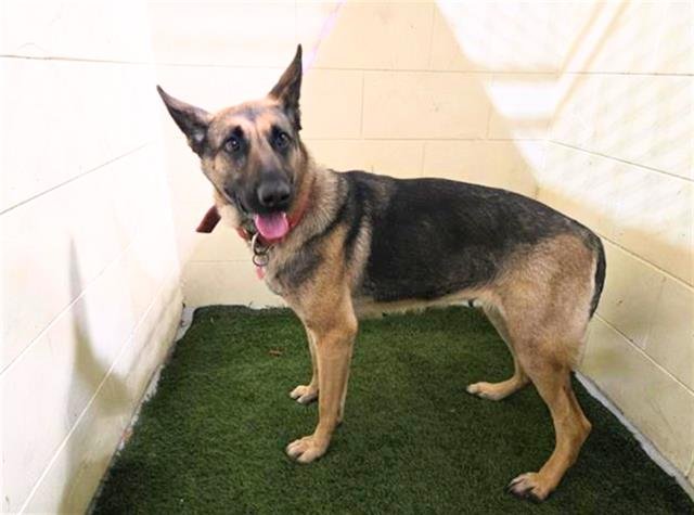 PRINCESA - German Shepherd Dog available for adoption