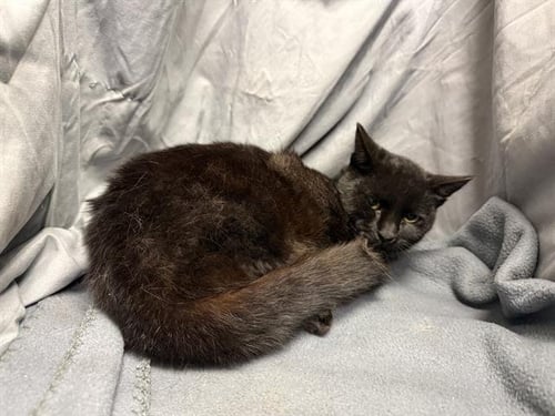 MIDNIGHT - Domestic Short Hair available for adoption