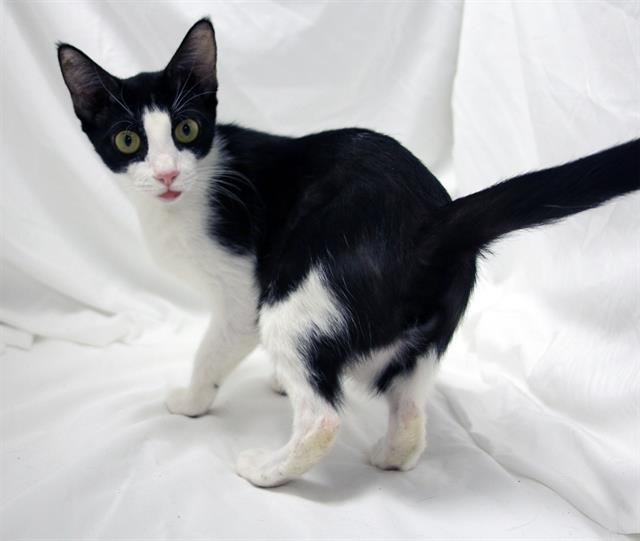 SAM - Domestic Short Hair available for adoption