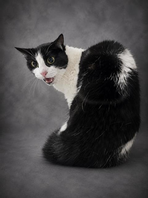 GIGI - Domestic Short Hair available for adoption