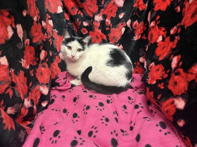 CLOVER - Domestic Short Hair available for adoption