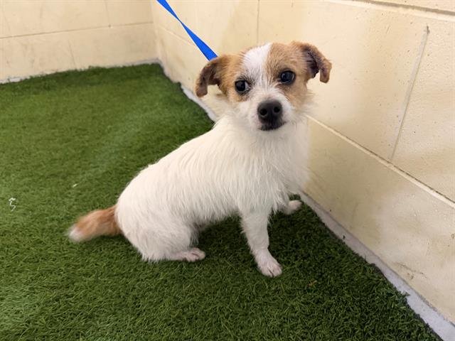 SAMUEL - Parson Russell Terrier available for adoption