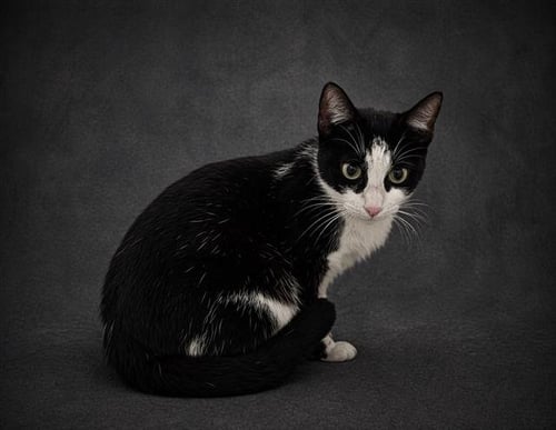 SAPPHIRE - Domestic Short Hair available for adoption