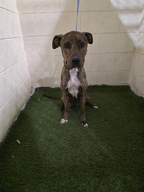 SHEILA - Bulldog available for adoption