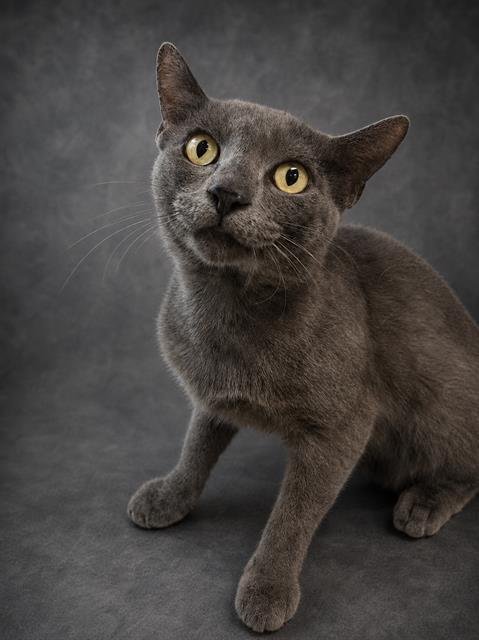 BRAXTON - Domestic Short Hair available for adoption