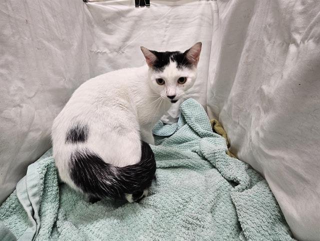 COCONUT - Domestic Short Hair available for adoption