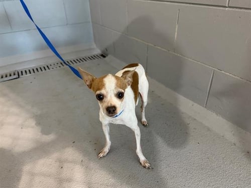 HANK - Chihuahua available for adoption