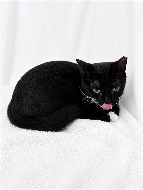 BABY - Domestic Short Hair available for adoption