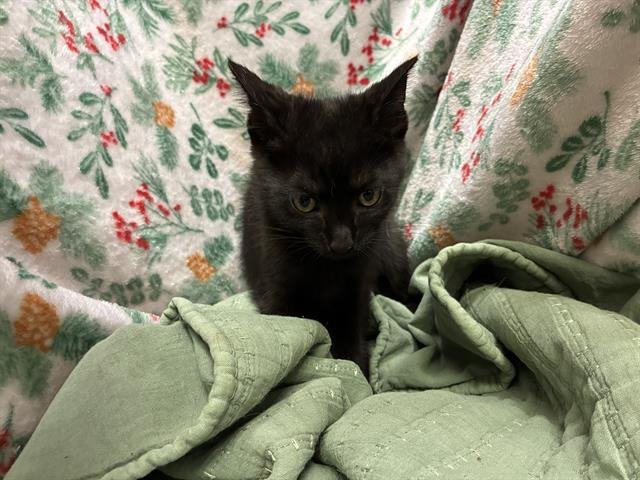 A1259173 - Domestic Short Hair available for adoption