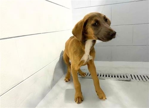 VATICAN - Black Mouth Cur available for adoption