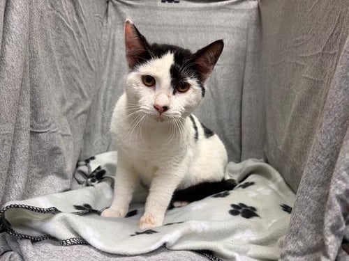 COMET - Domestic Short Hair available for adoption