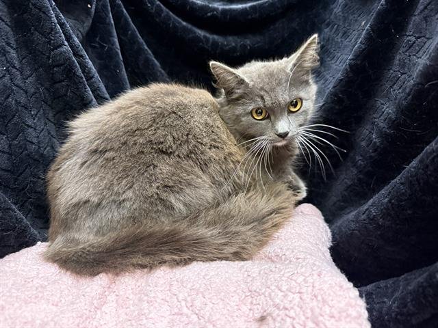 LENORE - Domestic Medium Hair available for adoption