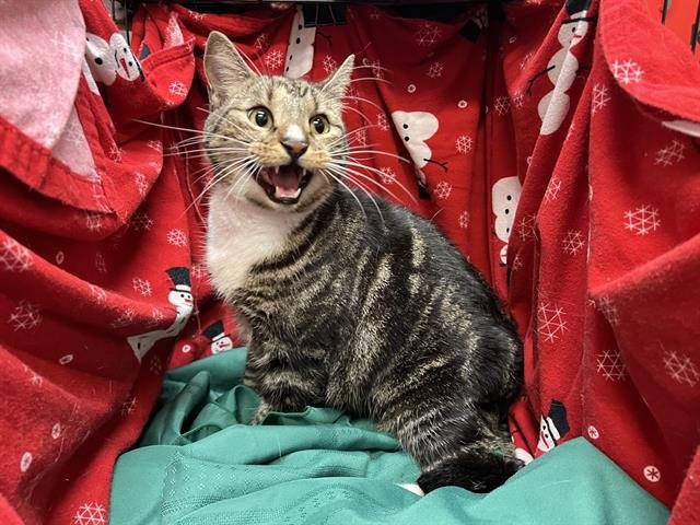 HARBOR - Domestic Short Hair available for adoption