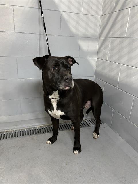 REBA - Bulldog for adoption in Lakeland