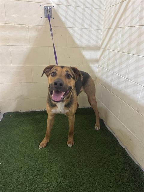 DAX - German Shepherd Dog available for adoption