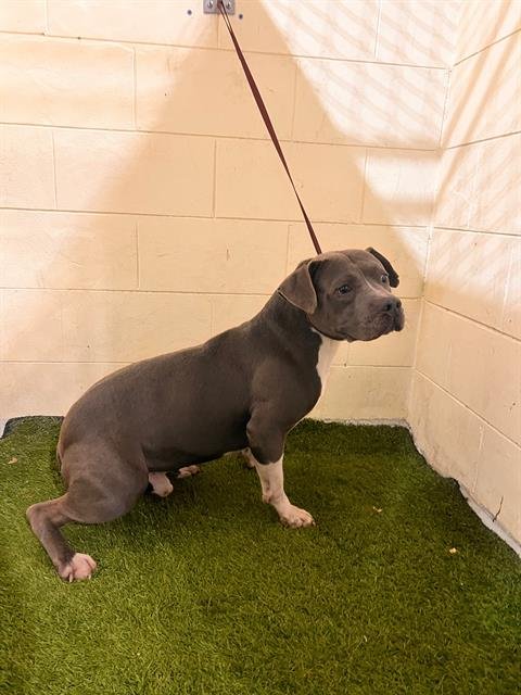 DIESEL - Bulldog available for adoption