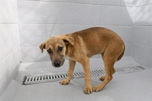 CHINA - Black Mouth Cur available for adoption