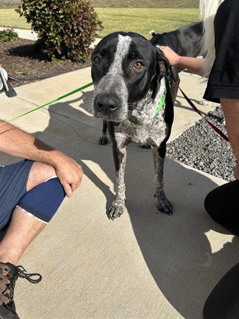DIXIE - Labrador Retriever available for adoption