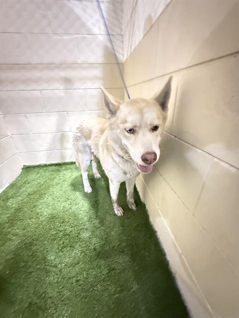 SGAEYL - Siberian Husky available for adoption