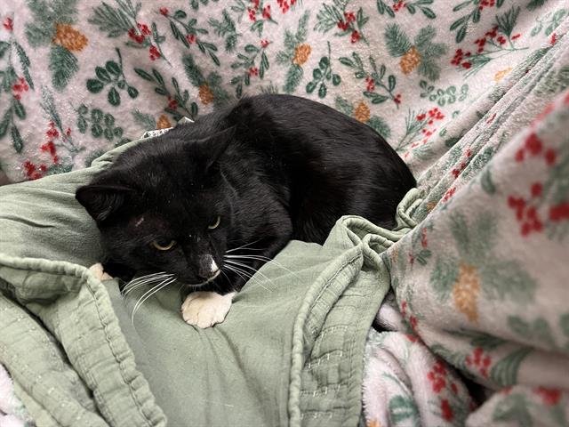 A1259108 - Domestic Short Hair available for adoption