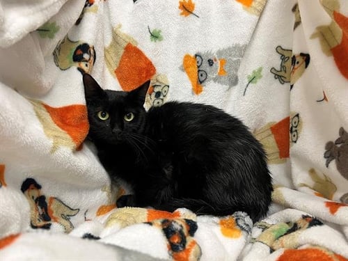 PEPPER - Domestic Short Hair available for adoption