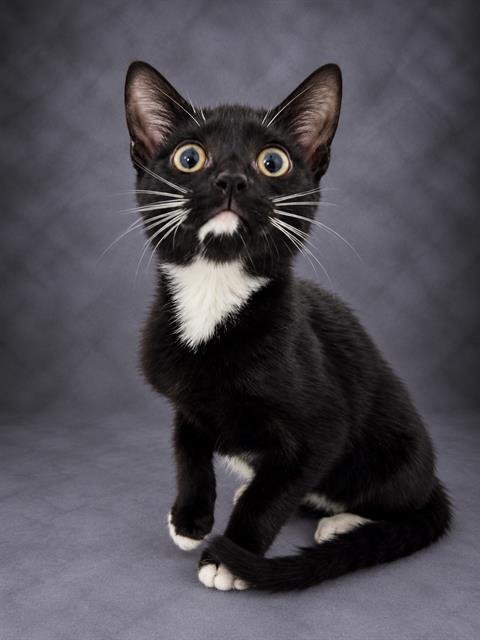 CINDI - Domestic Short Hair available for adoption