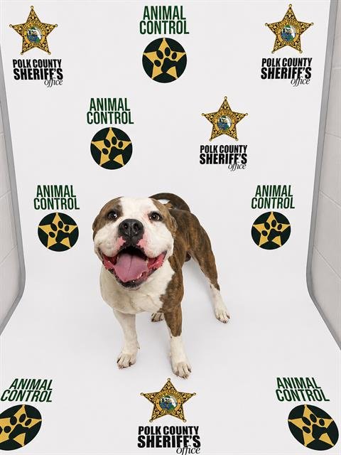 ALLEN - Bulldog available for adoption