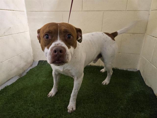 CHEWY - Bulldog available for adoption