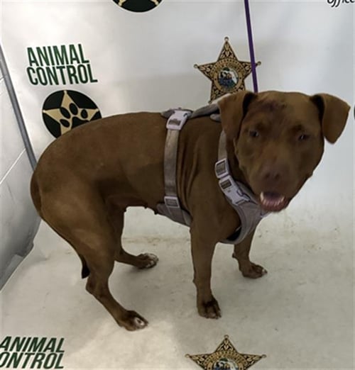 A1276065 - Bulldog available for adoption