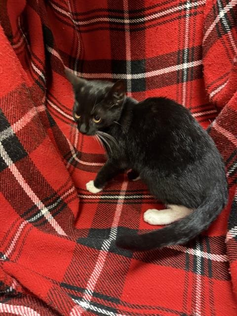 BELLA - Domestic Short Hair available for adoption