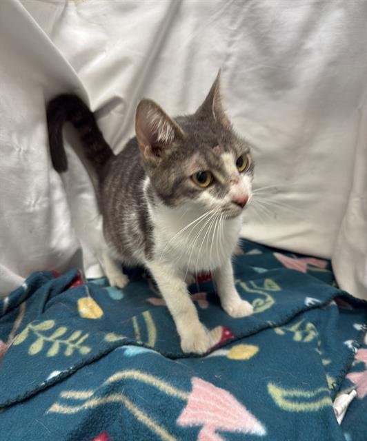 A1256581 - Domestic Short Hair available for adoption