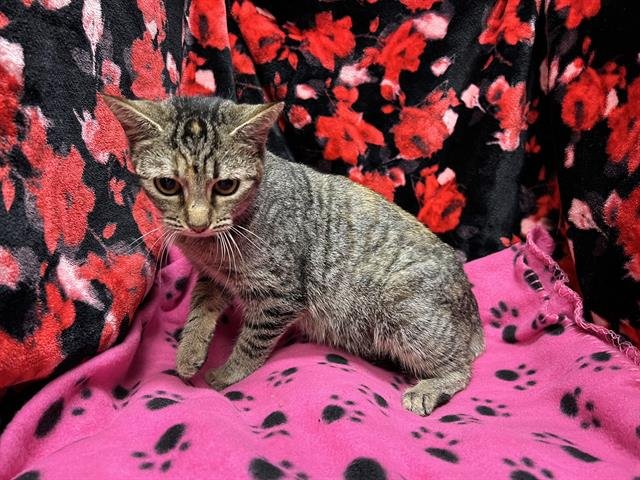 TOPSY - Domestic Short Hair available for adoption