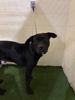 BUZZ - Mastiff available for adoption