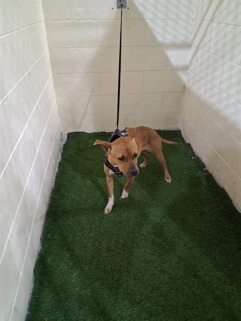 LILLY - Bulldog available for adoption