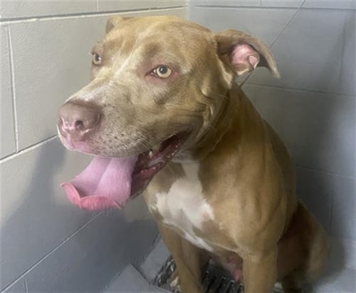 APOLLO - Bulldog for adoption in Lakeland