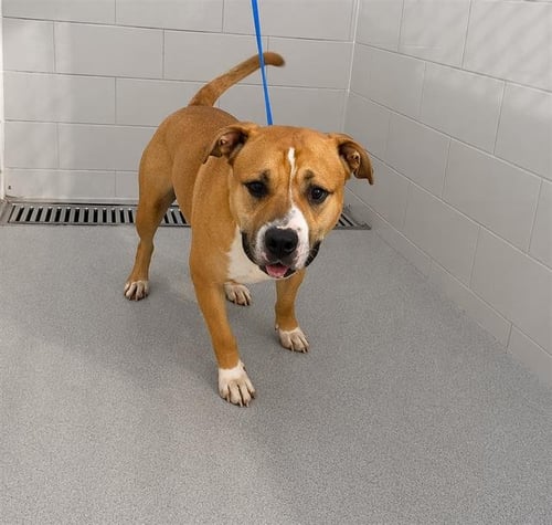 FRANK - Bulldog for adoption in Lakeland