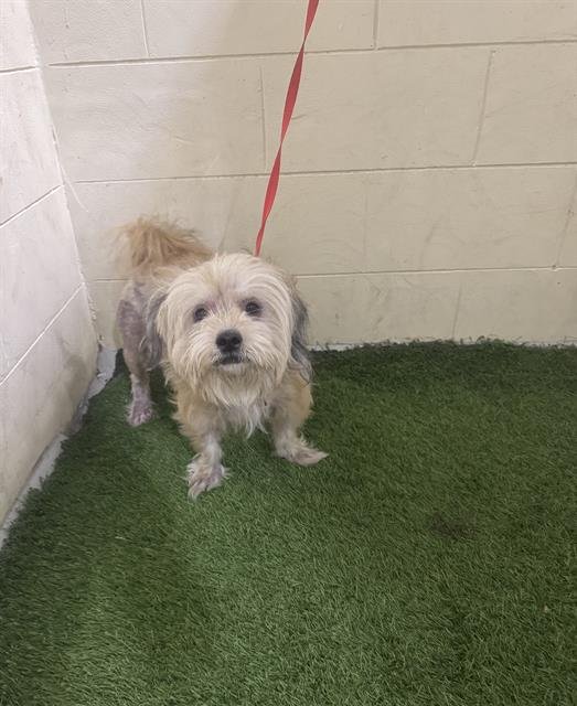 TITAN - Maltese available for adoption