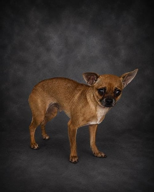 BUDDY - Chihuahua available for adoption
