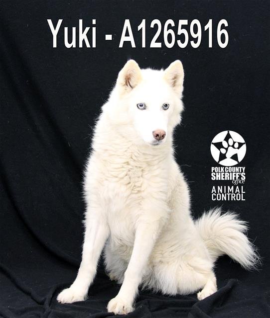 YUKI Image