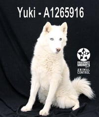 YUKI - Photo 1