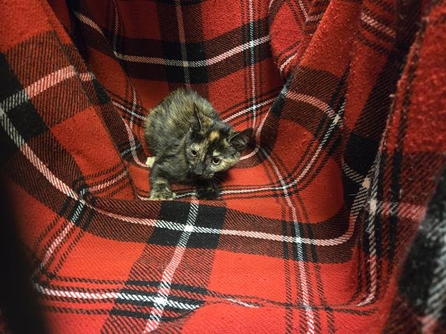 CRUMBLE - Domestic Short Hair available for adoption