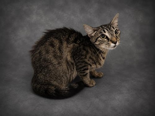 BRIANNA - Domestic Short Hair available for adoption
